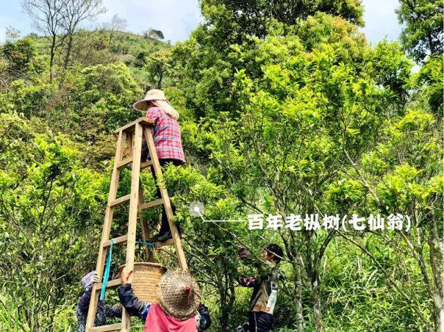 富硒单丛茶是什么茶
