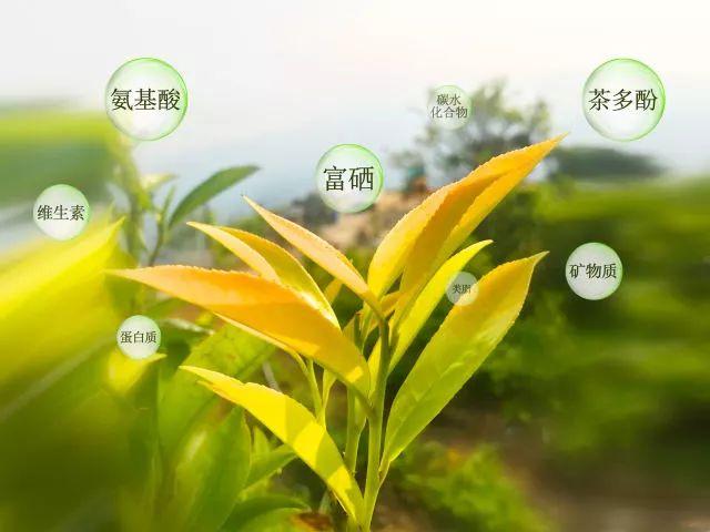 富硒单丛茶是什么茶