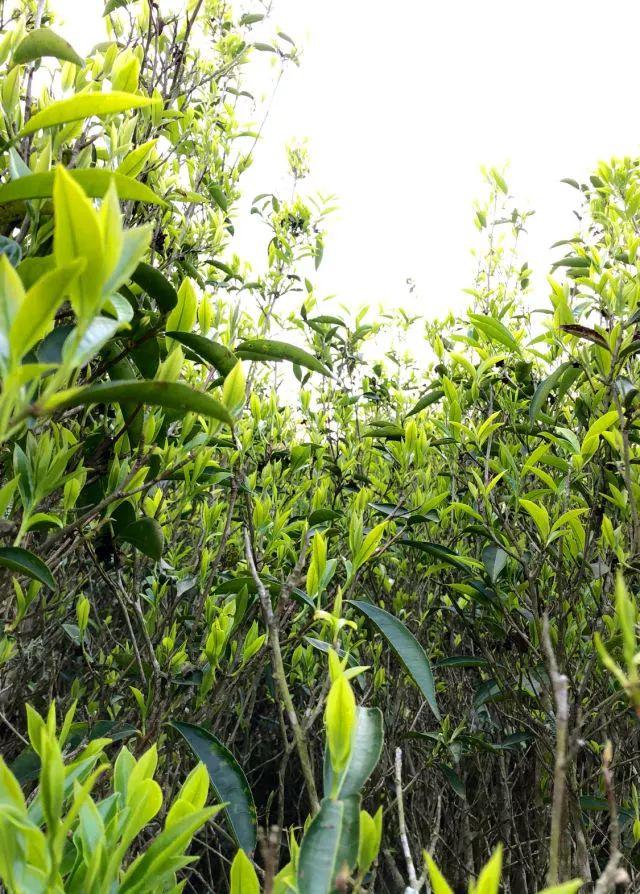 富硒单丛茶是什么茶