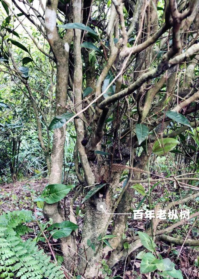 富硒单丛茶是什么茶