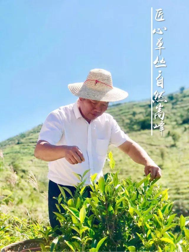 富硒单丛茶是什么茶