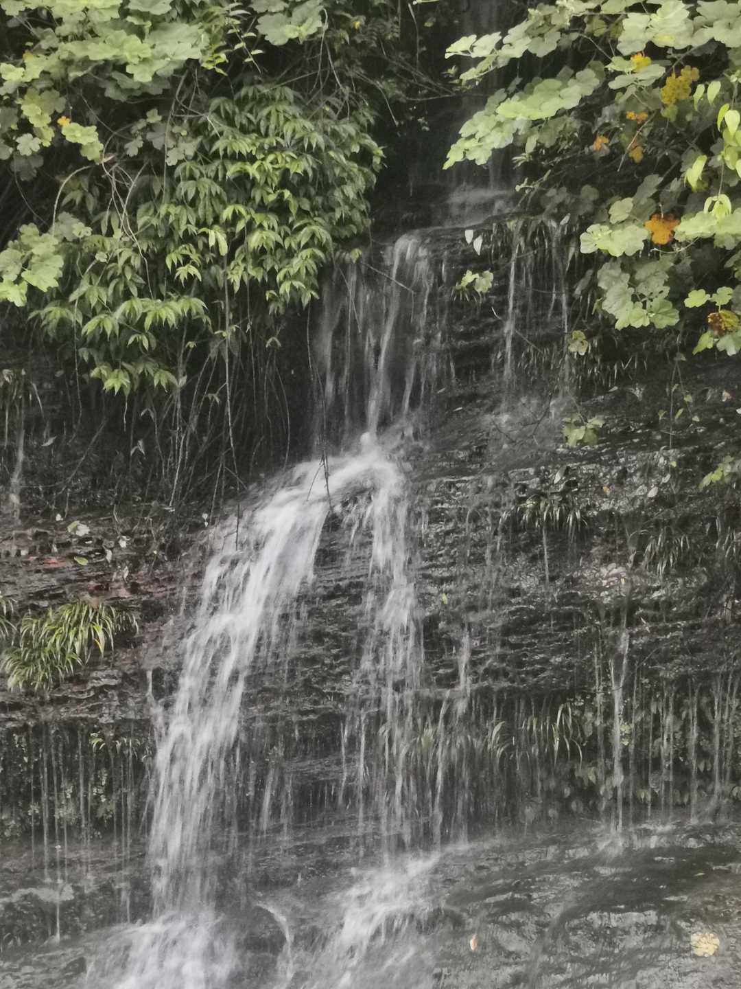 富硒藤茶和莓茶区别