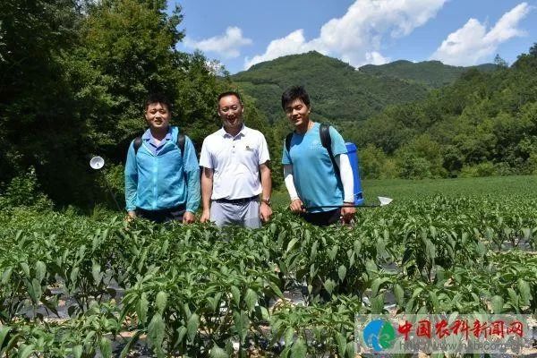 京康富硒茶是什么茶