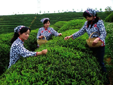 汉中茶叶富硒茶价格