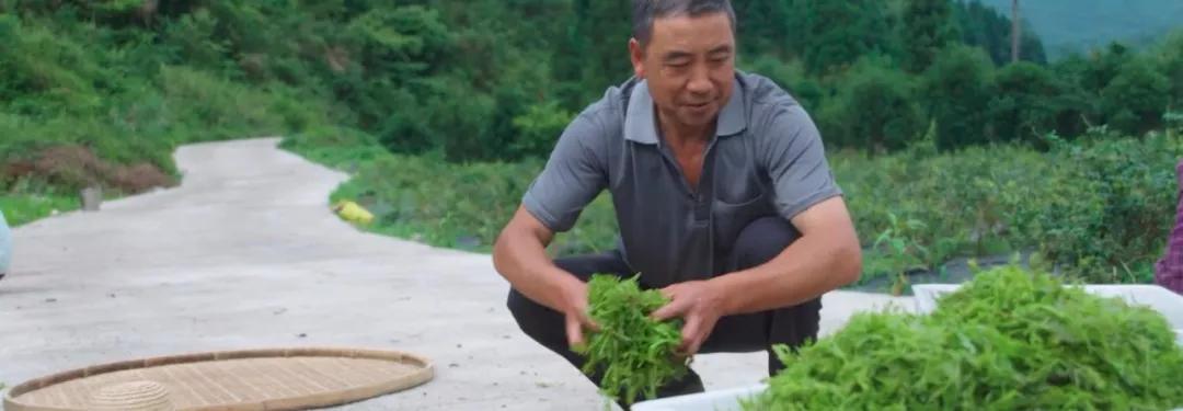 养生茶恩施富硒藤茶