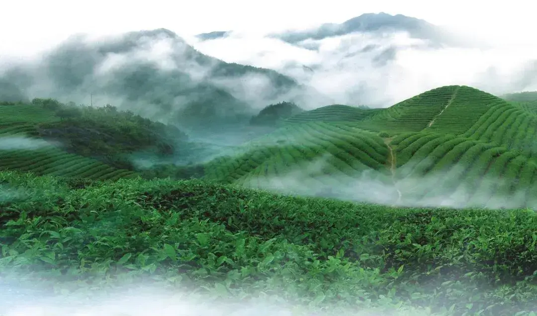 富硒藤茶就是藤茶吗