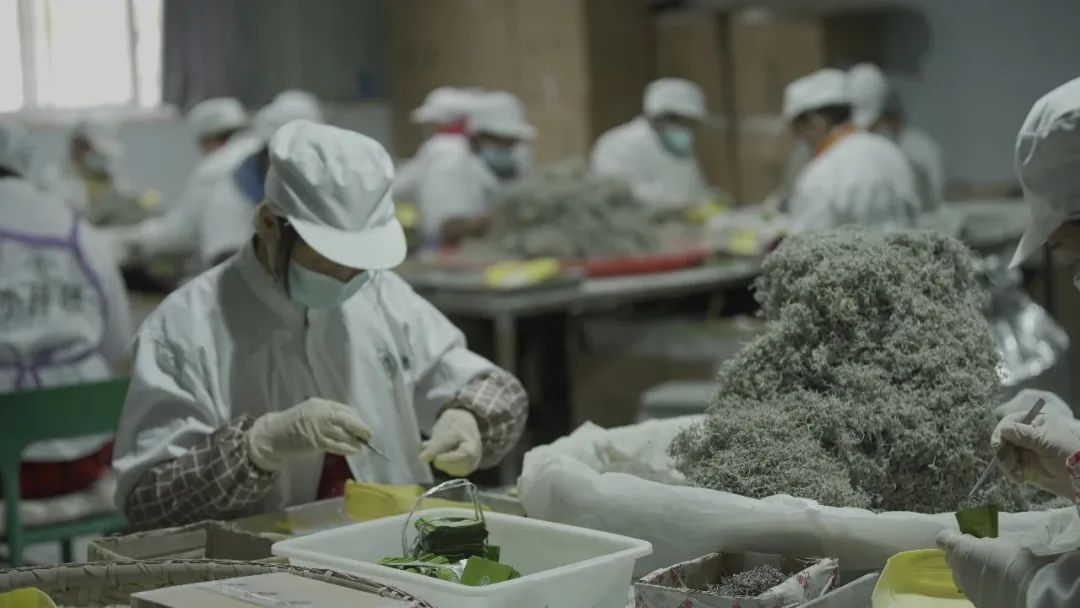 富硒藤茶就是藤茶吗