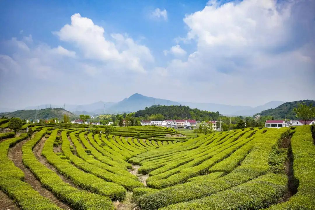 石台富硒茶是绿茶吗
