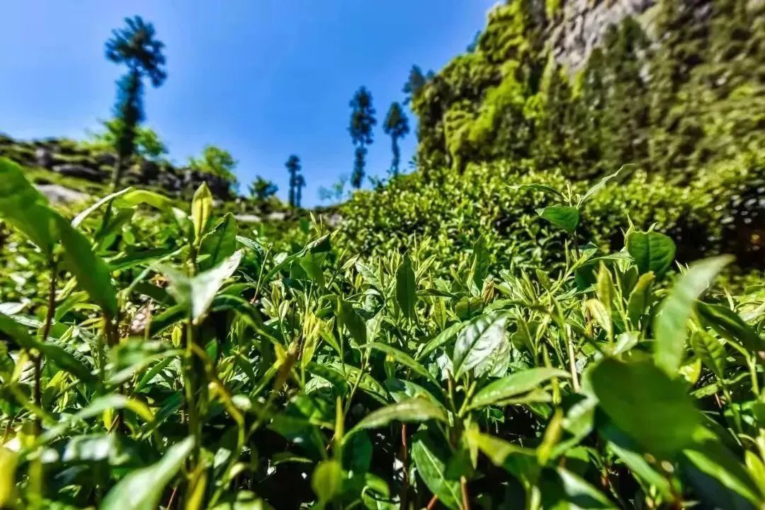 石台富硒茶是绿茶吗