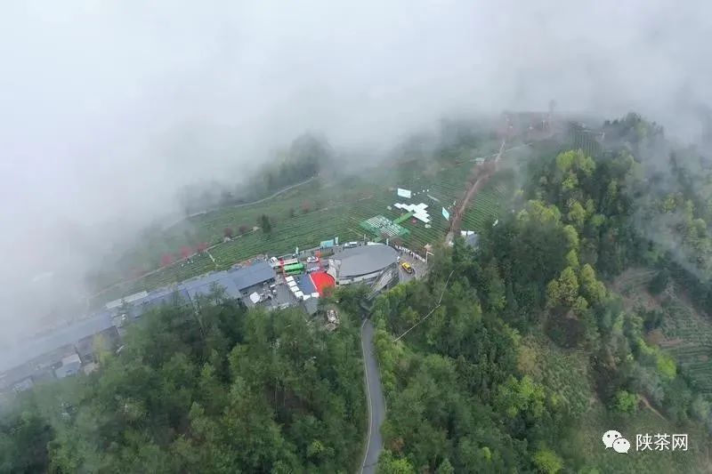 天然富硒茶产在何处