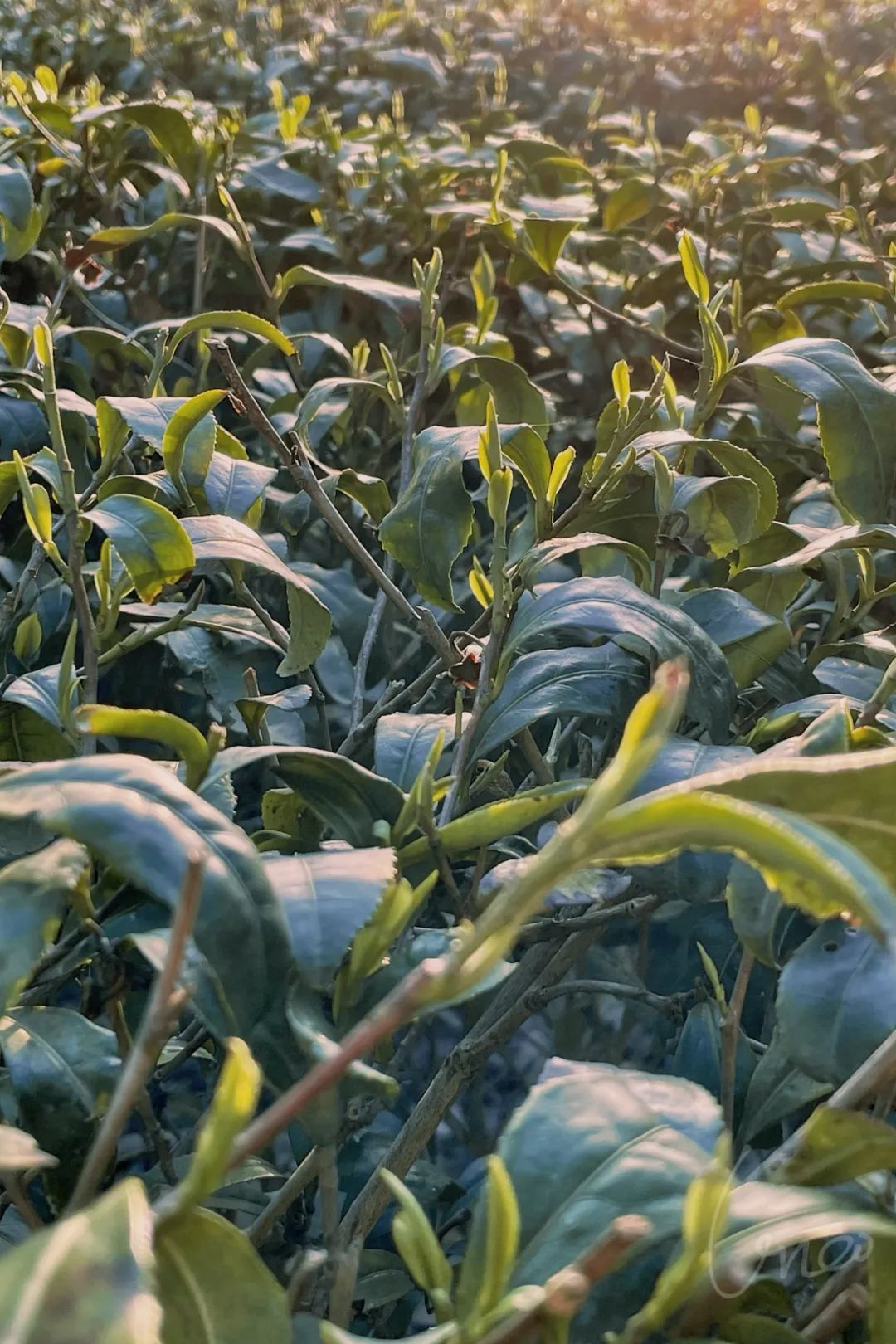 天然富硒茶产在何处