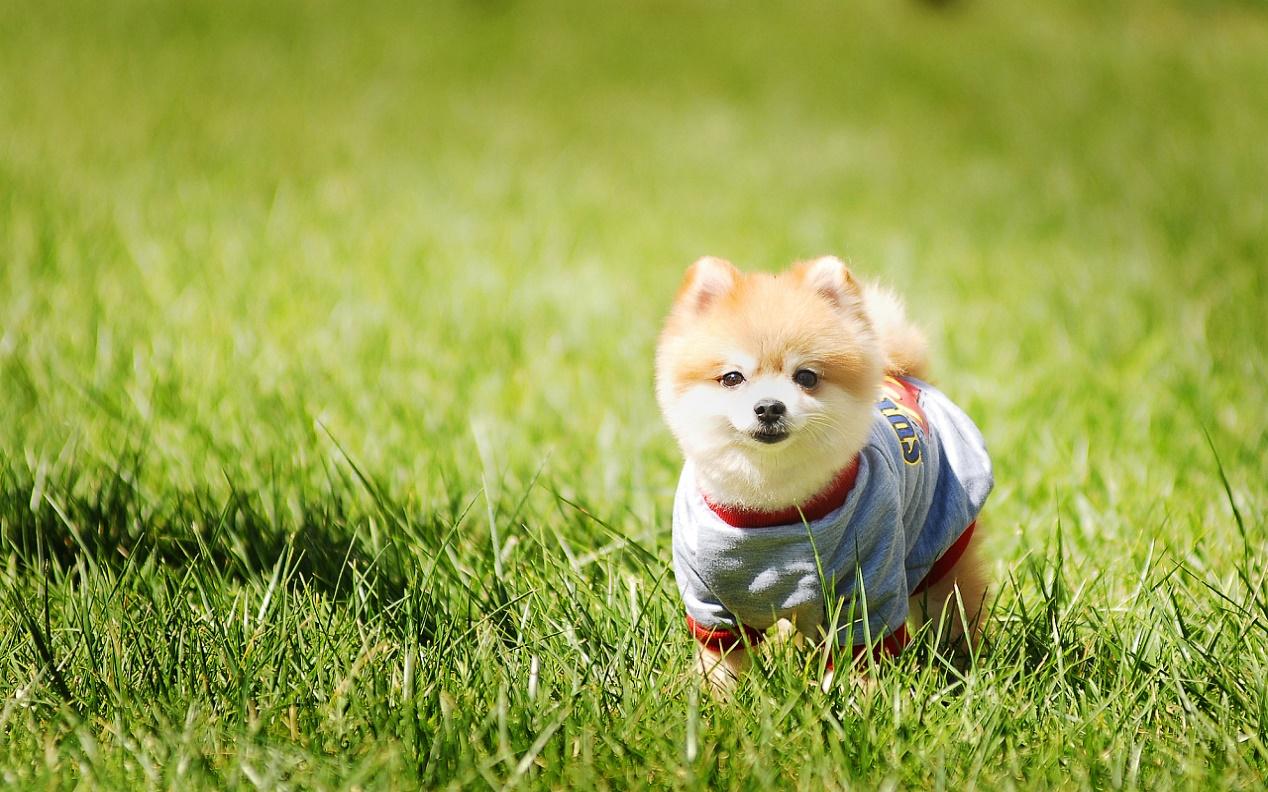 小狗怎么补钙最好方法