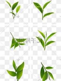 安康富硒茶的冲泡方法