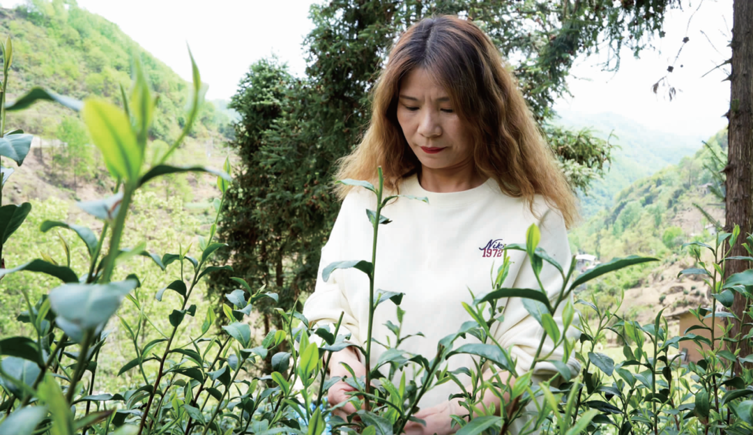 汉滨区马泥春富硒茶