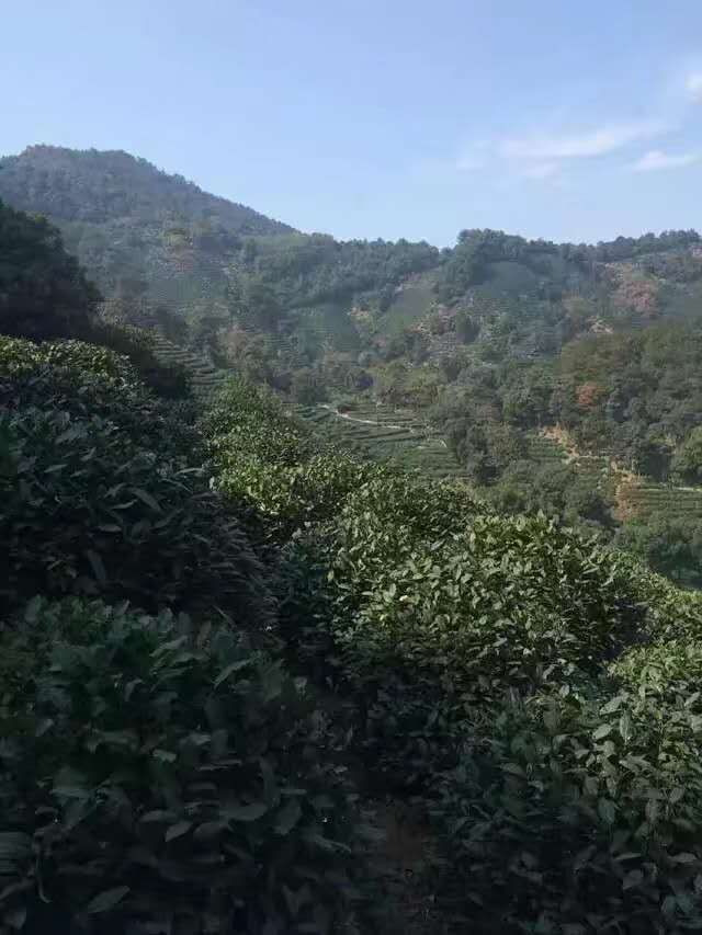 汉滨区马泥春富硒茶