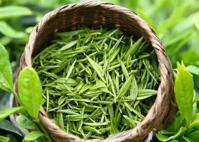 富硒毛尖是什么茶种