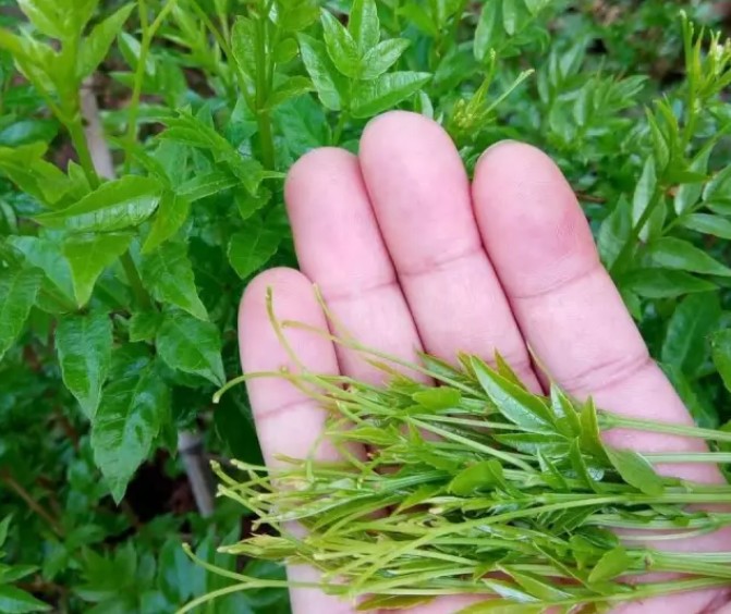 富硒藤茶的功效禁忌