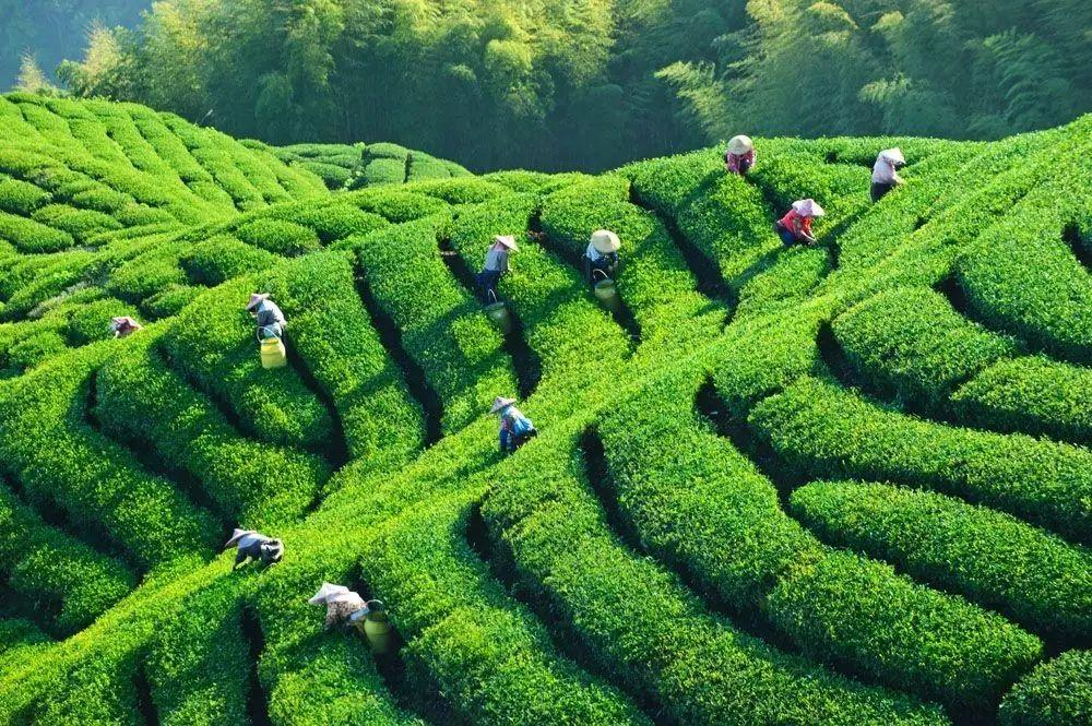 河南富硒普洱茶加工
