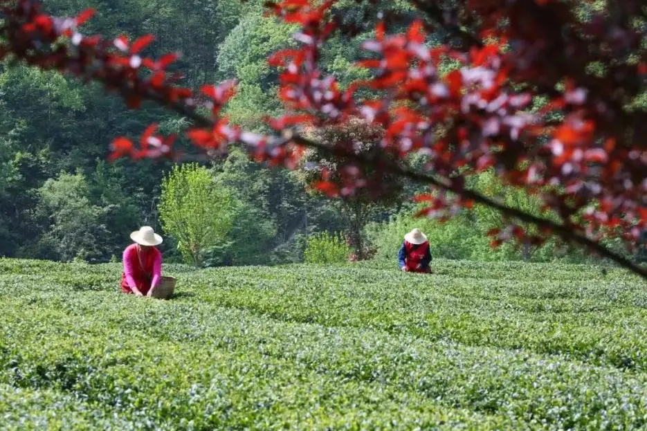 中国安康富硒茶图书