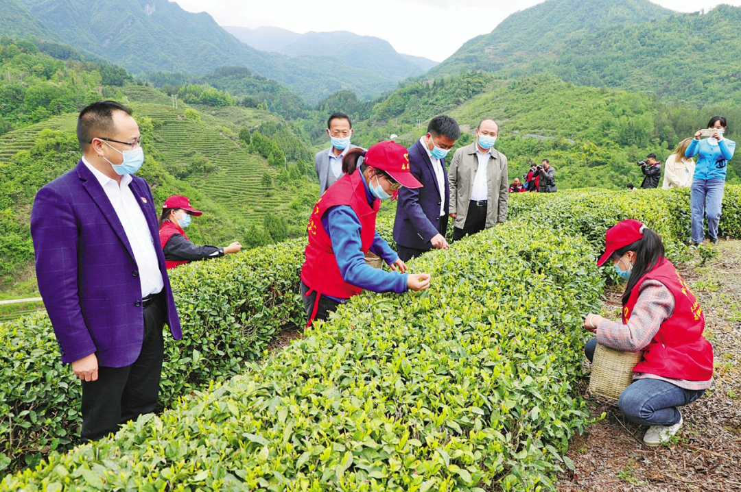 富硒茶 天热无污染