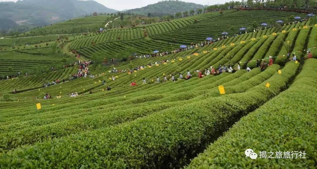 恩施富硒茶生产日期