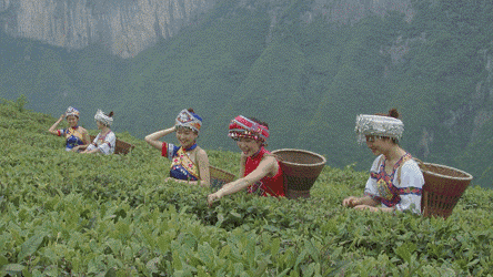 恩施玉露润帮富硒茶