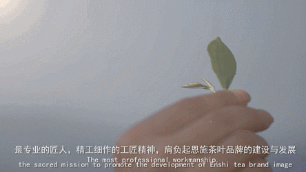 恩施玉露润帮富硒茶