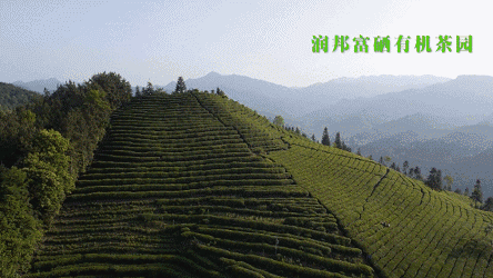 恩施玉露润帮富硒茶