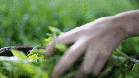 恩施玉露润帮富硒茶