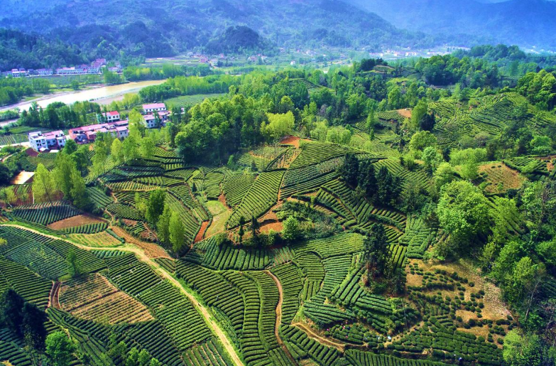 富硒茶和红茶哪个好
