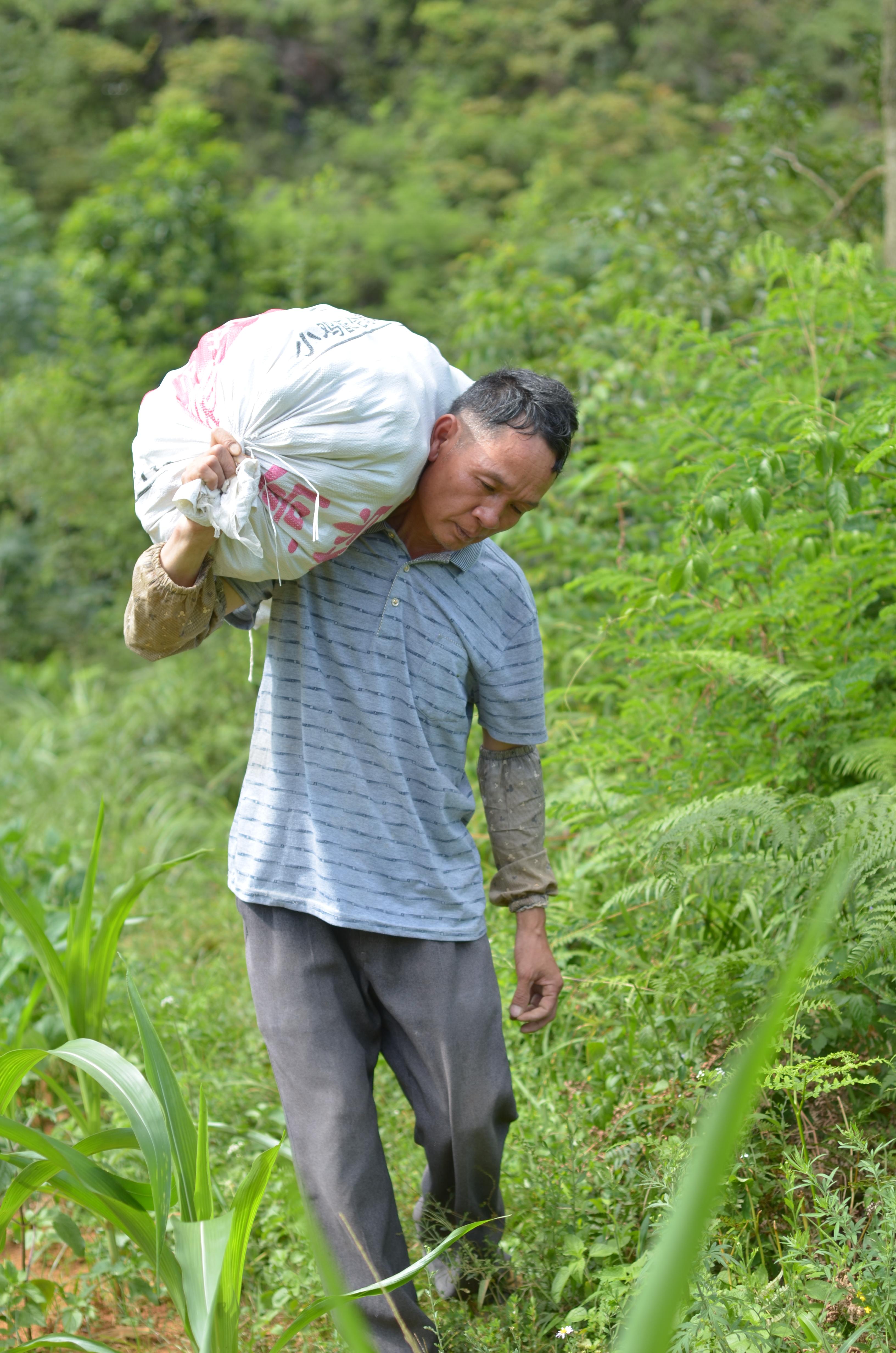 富硒植物山楂茶丁片