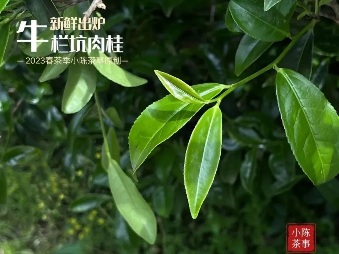 富硒茶喝了会上火吗