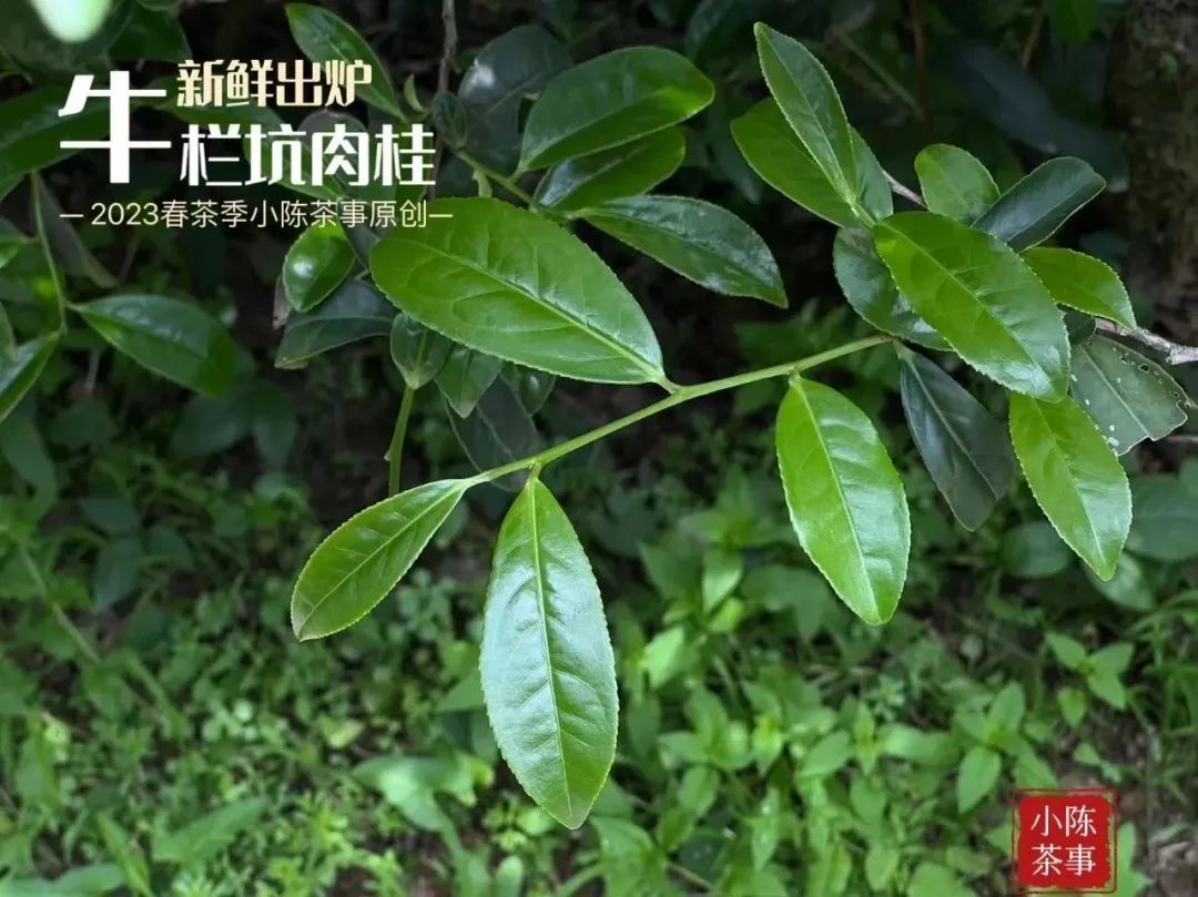 富硒茶喝了会上火吗