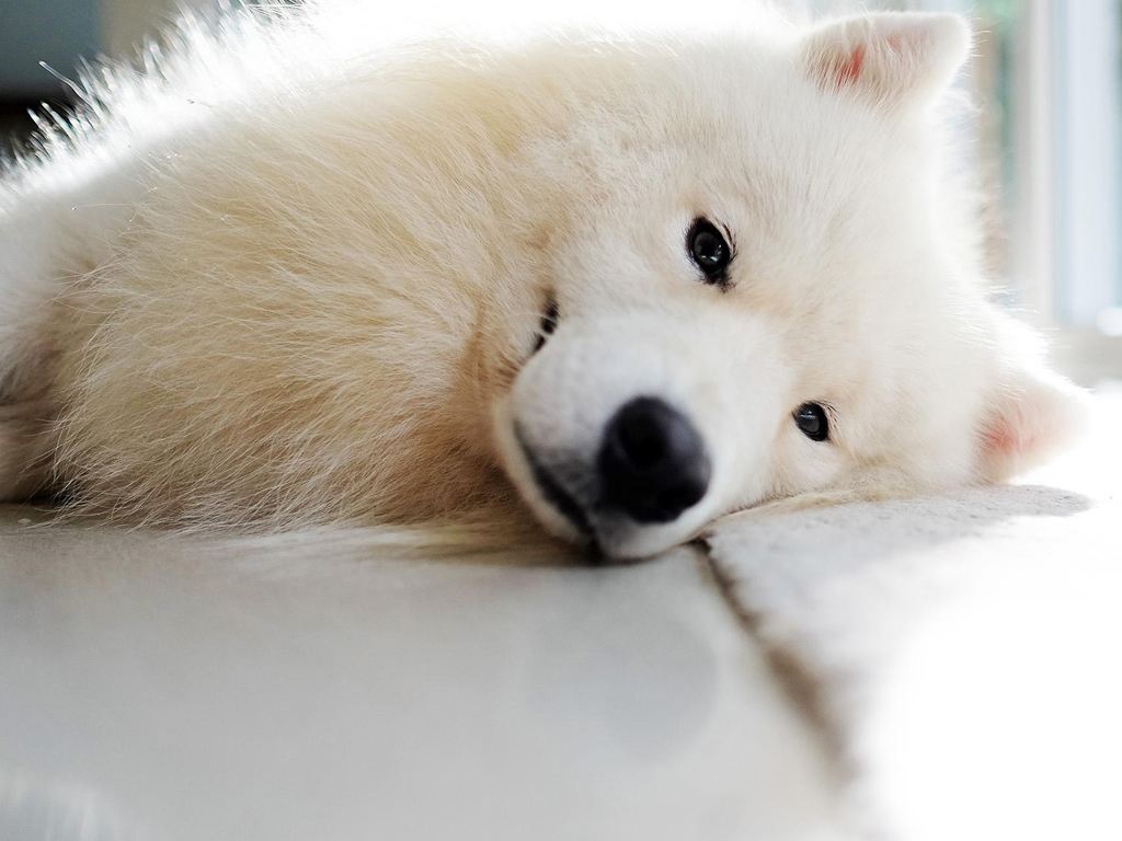 狗狗吃什么可以补钙
