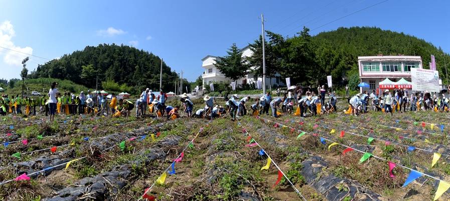 恩施富硒植物速溶茶