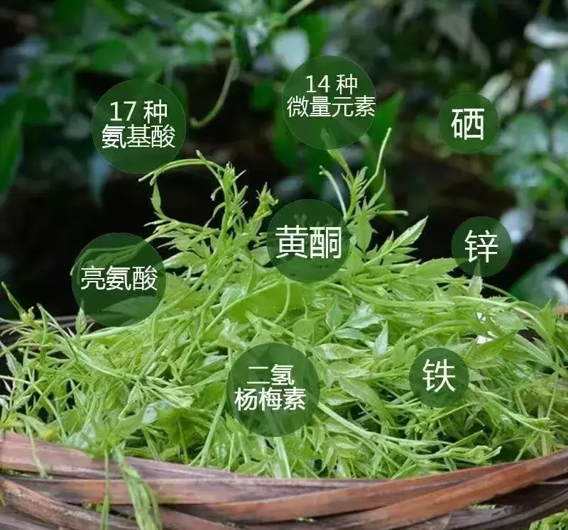 恩施富硒藤茶的作用