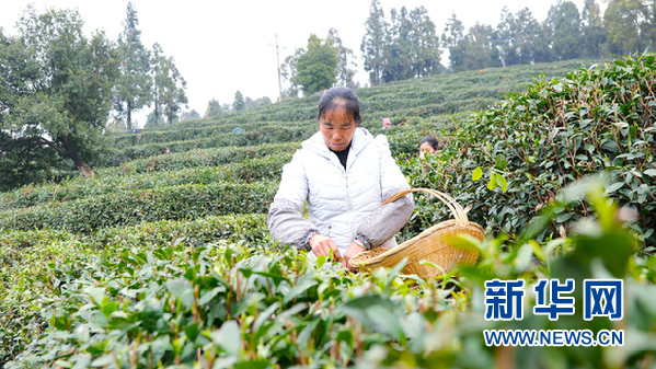 贵州水城春早春茶“抢鲜”开采。新华网发