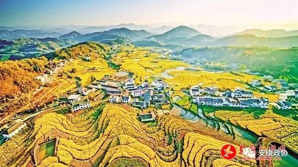安康富硒茶白河春燕