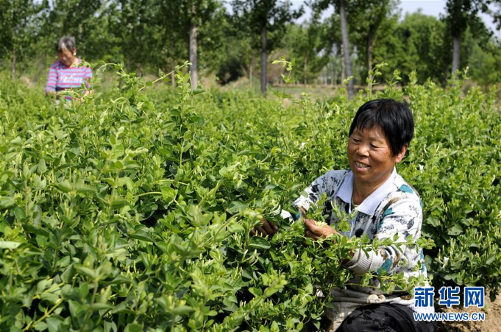 河北富硒普洱茶批发