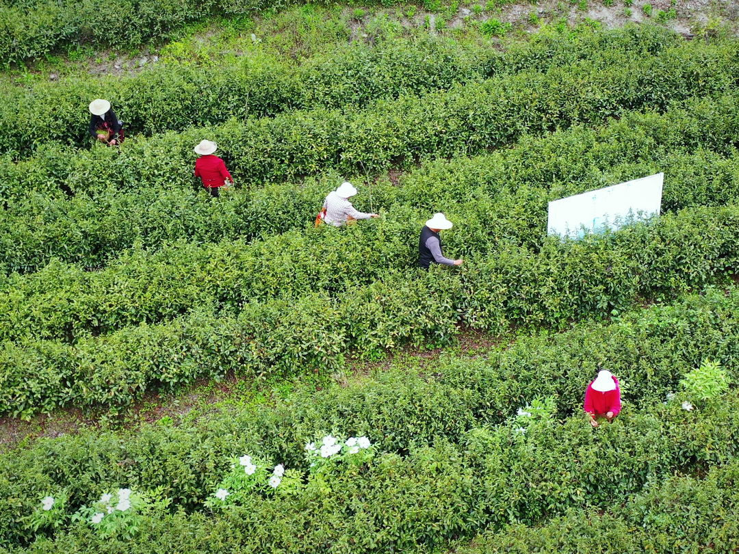 富硒茶对顾客的要求