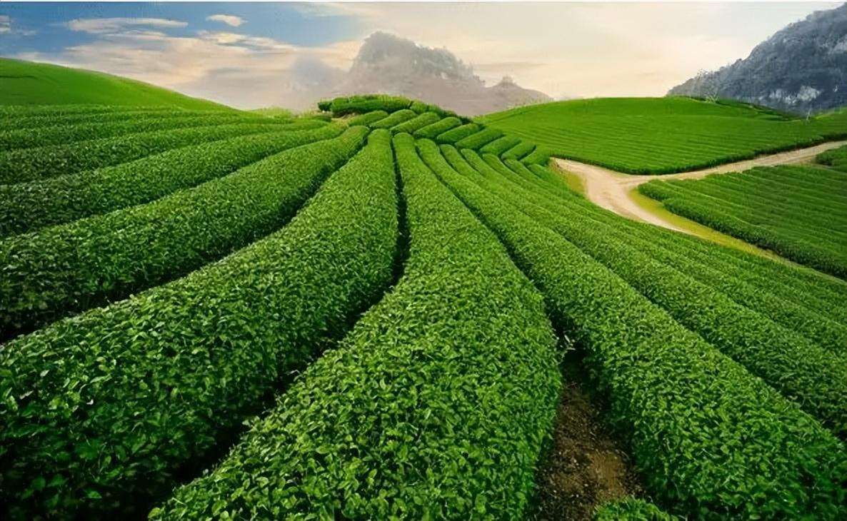 江苏富硒普洱茶供应