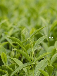 富硒茶属于什么茶类