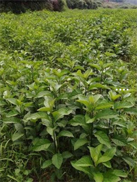 恩施富硒茶十大排名