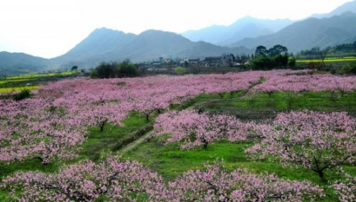 和天下52度富硒茶
