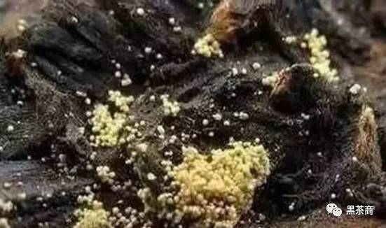 富硒黑茶功效与作用