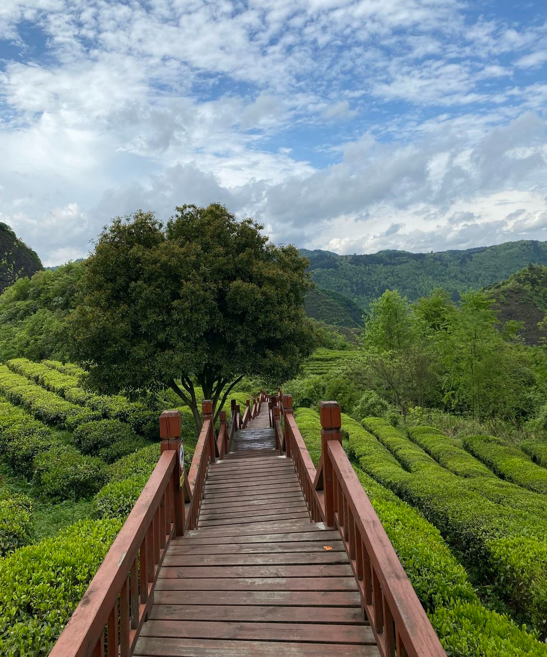 开阳产富硒茶有几种