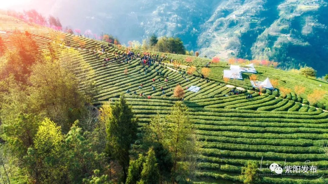 紫阳富硒茶安康闽秦