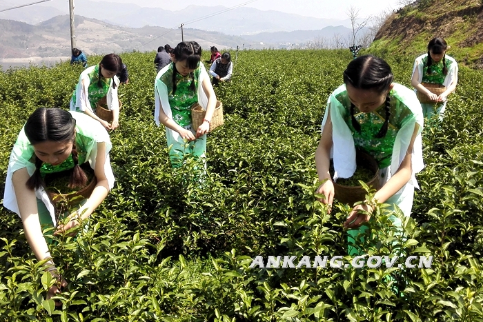 安康市汉滨区富硒茶