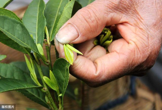 紫阳富硒茶寻青绿茶