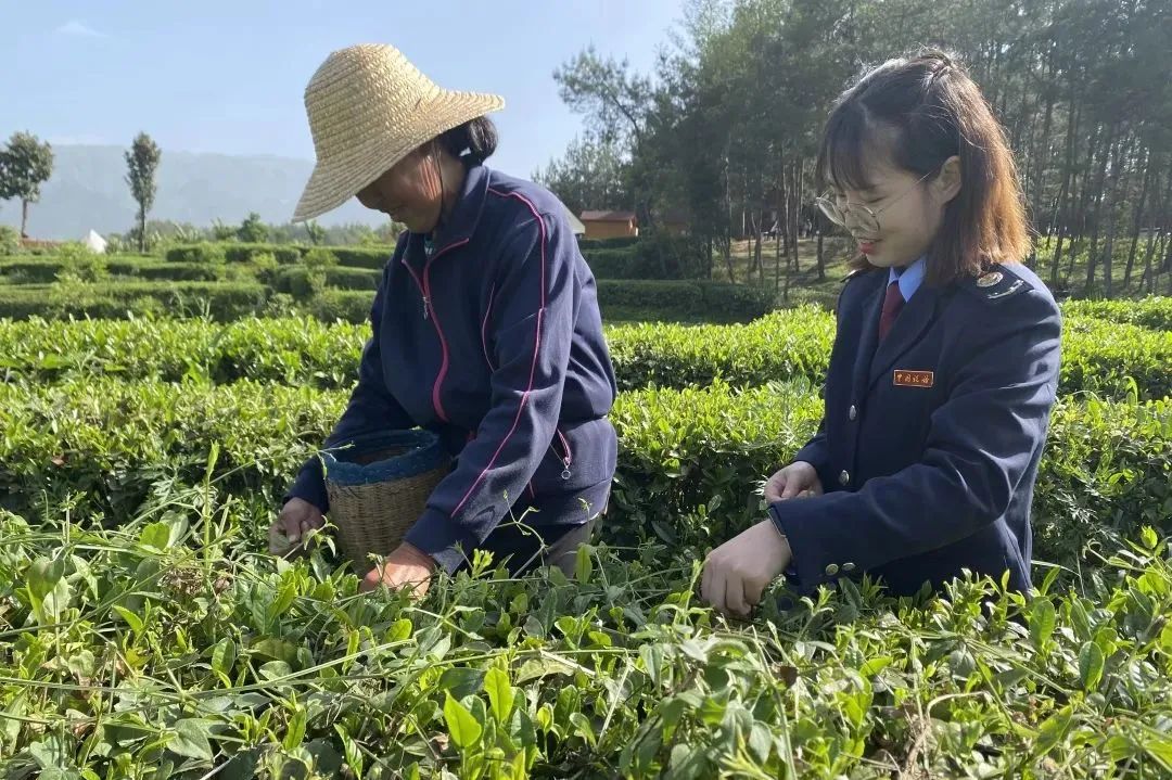 紫阳富硒茶优惠政策